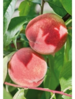 S&auml;ulenobst S&auml;ulenpfirsich Rubino