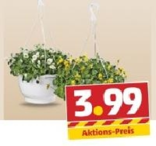 Stiefmütterchen 3.99 €