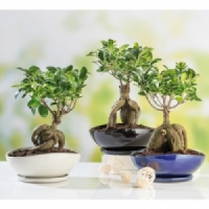 Bonsai Ficus Ginseng 12.99 €