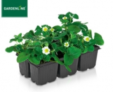 GARDENLINE®Erdbeerpflanzen, 6er-Tray