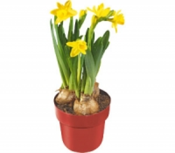 Narzissen 1.99&nbsp;&euro;