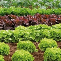 Norma  Salatpflanzen