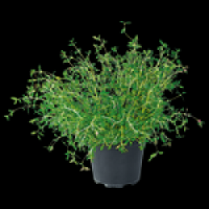 Freilandkr&auml;uter 1.79&nbsp;&euro;