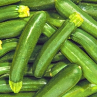 Aldi Nord  Zucchini