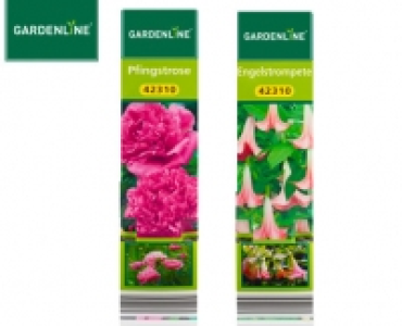 Aldi Süd  GARDENLINE®Exklusive Beetpflanze