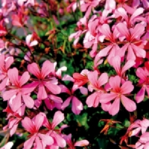 Geranien 3.29&nbsp;&euro;