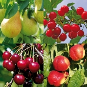 Zwergobstbaum 9.99 €