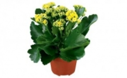 Kalanchoe 2.99 €