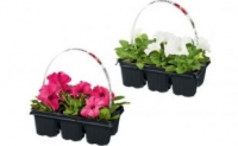 Beetpflanzen 0.99 €