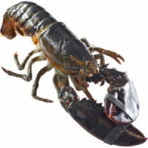 Hummer lebend 27.99&nbsp;&euro;