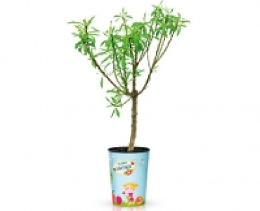Mini-Obstbaum 7.99 €