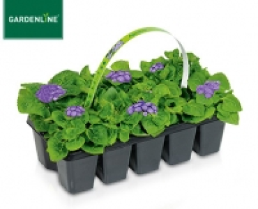 GARDENLINE®Beetpflanzen, 10er-Tray 1.49 €