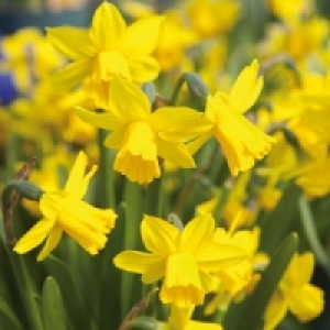 Narzissen 2.99&nbsp;&euro;