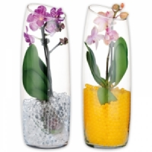 Mini-Phalaenopsis 6.99 €