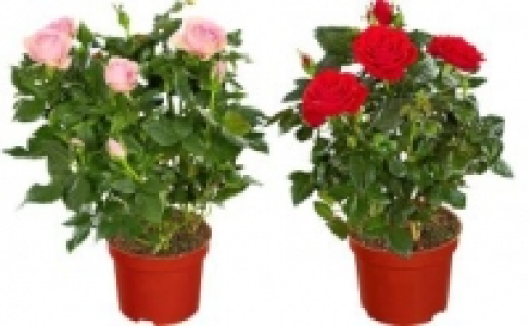 Rosenbusch 5.99 €