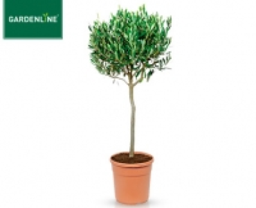 GARDENLINE&reg;Toskana-St&auml;mmchen
