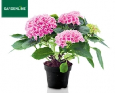GARDENLINE®Hortensien-Busch 6.99 €