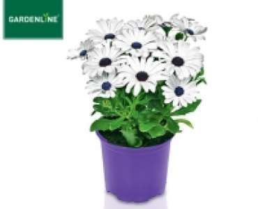 GARDENLINE®Margerite von Bornholm 1.29 €