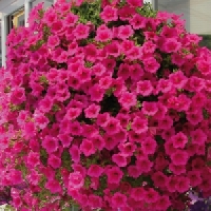 Ampelpflanzen 3.99&nbsp;&euro;