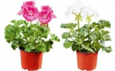 Geranie 0.99 €