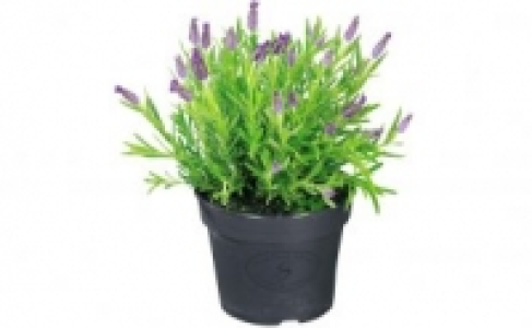 Lavendel 2.99 €