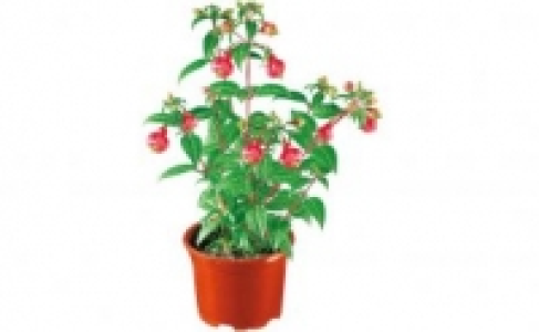 Fuchsie 0.99 €