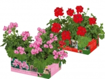 Geranien hängend 3.29 €