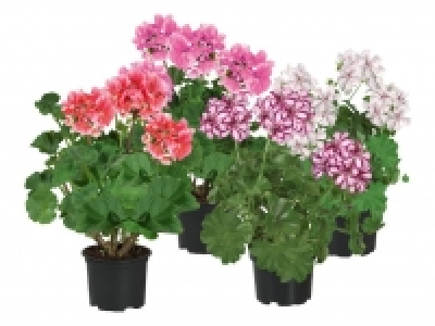 Geranien 0.99&nbsp;&euro;