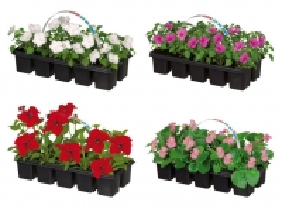 Beetpflanzen 1.69 €