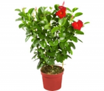 Dipladenia 6.99 €