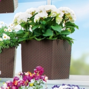 Blumentopf 14.99&nbsp;&euro;