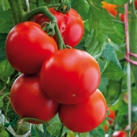 Norma  Tomatenpflanzen