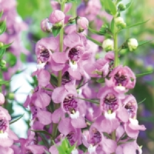 Angelonia 3.99&nbsp;&euro;