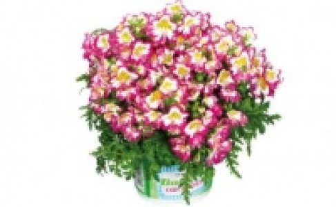 Bauernorchidee 2.99&nbsp;&euro;