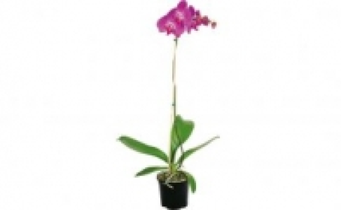 Schmetterlings-Orchidee 5.99&nbsp;&euro;