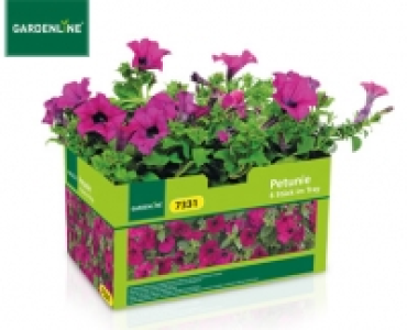 GARDENLINE®Balkon- und Kübelpflanzen 2.99 €