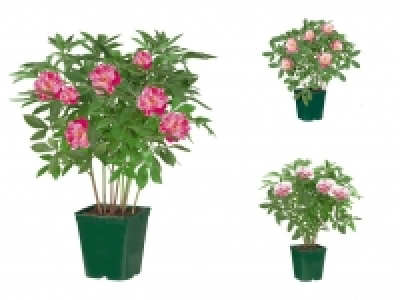 Pfingstrose 5.99 €