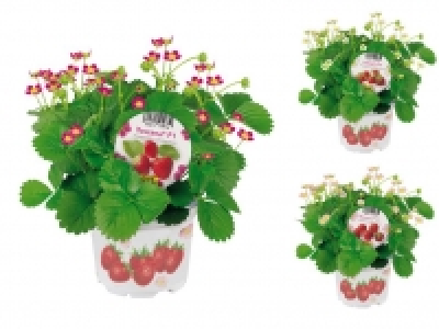 Erdbeerpflanze 1.19 €
