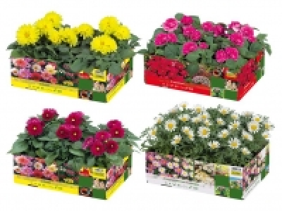 Beetpflanzen 3.49 €