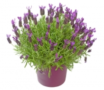 Schopflavendel 2.99 €