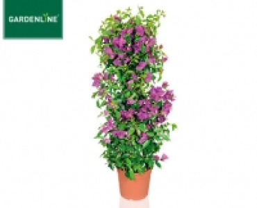 GARDENLINE&reg;Balkon- und Terrassenpflanze 8.59&nbsp;&euro;