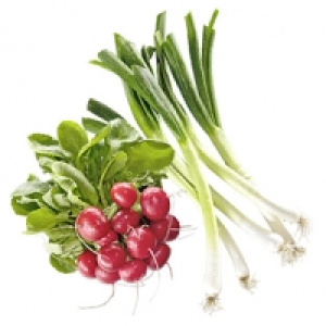 Deutschland Radieschen oder Lauchzwiebeln jedes Bund