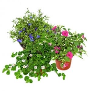 Beetpflanzen Festival im Kulturtopf mehrere Sorten, z.B. Surfinia (P