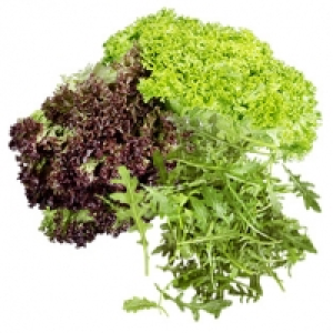 Deutschland Bunte Salate, z.B. Lollo Rosso, Lollo Bionda oder Deutschl 0.79&nbsp;&euro;