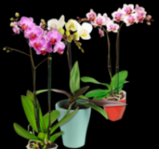 Schmetterlingsorchideen 4.99 €