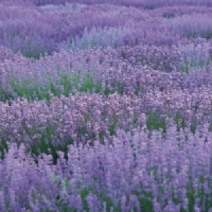 Lavendel 3.49 €