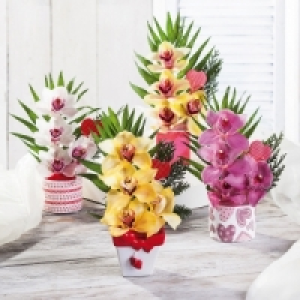 Orchideengesteck 4.99 €