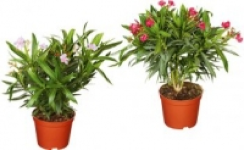 Oleander 6.99 €