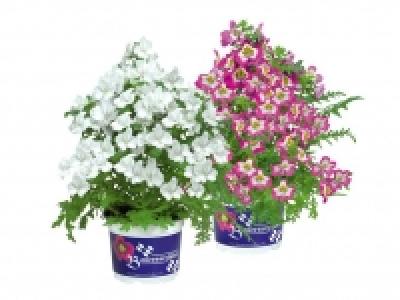 Bauernorchidee 2.49&nbsp;&euro;