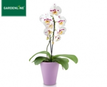 GARDENLINE®Phalaenopsis Cascade